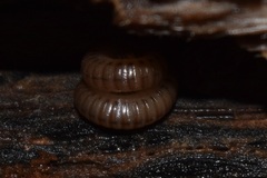 Cylindroiulus caeruleocinctus