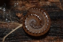 Ophyiulus pilosus