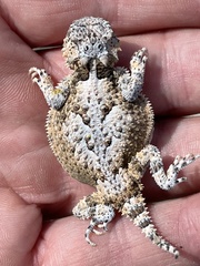 Phrynosoma platyrhinos