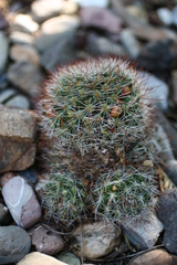 Mammillaria fittkaui limonensis