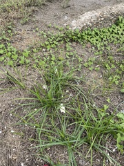 Cyperus rotundus