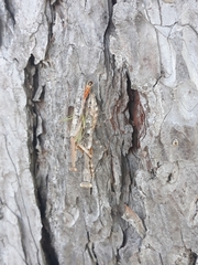 Stagmomantis carolina