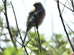 Carpodacus sibiricus