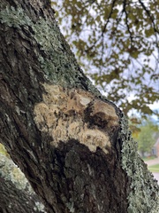 Radulomyces copelandii