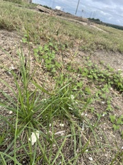 Cyperus rotundus