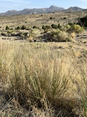 Sporobolus cryptandrus