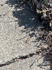 Sceloporus occidentalis bocourtii