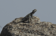 Laudakia vulgaris