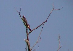 Saltator orenocensis