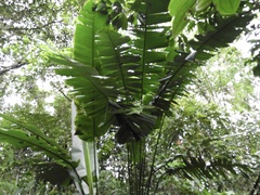 Heliconia vellerigera