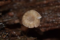 Mycena meliigena