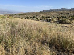 Sporobolus cryptandrus