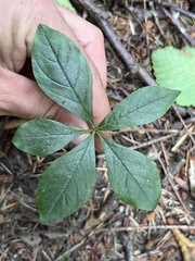 Lysimachia latifolia