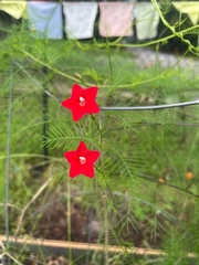 Ipomoea quamoclit