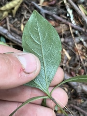 Lysimachia latifolia