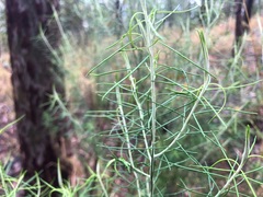 Cassinia laevis