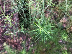 Cassinia laevis
