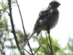 Carpodacus sibiricus
