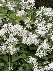 Clematis flammula