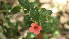 Barleria repens