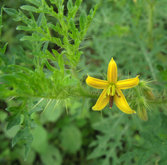 Solanum lumholtzianum