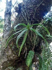 Drymoanthus adversus