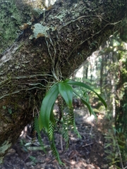 Drymoanthus adversus