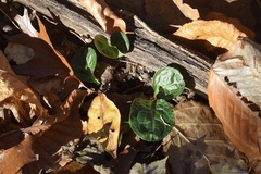 Pyrola americana