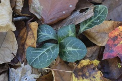 Pyrola americana