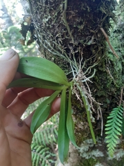 Drymoanthus adversus