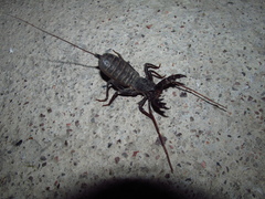 Mastigoproctus
