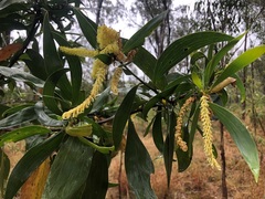 Acacia leiocalyx