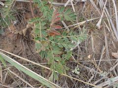 Sibbaldianthe bifurca