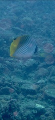 Chaetodon auriga