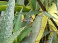 Ocyptamus antiphates