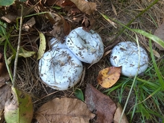 Lactarius indigo
