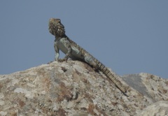 Laudakia vulgaris