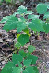 Physalis cinerascens