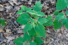 Physalis cinerascens