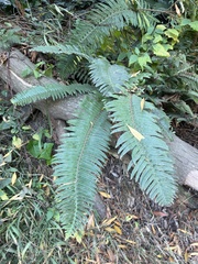 Polystichum munitum