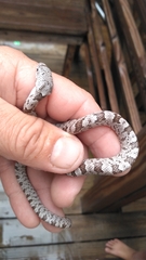 Pantherophis spiloides