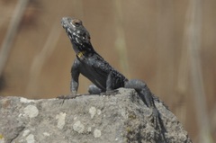 Laudakia vulgaris