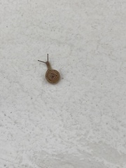 Polygyrinae