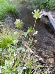 Trifolium obtusiflorum