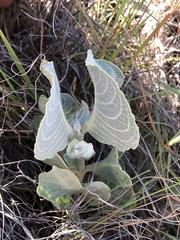 Asclepias nummularia