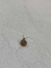 Polygyrinae