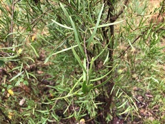 Denhamia cunninghamii