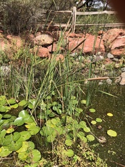 Typhaceae