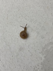 Polygyrinae