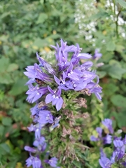 Campanulaceae